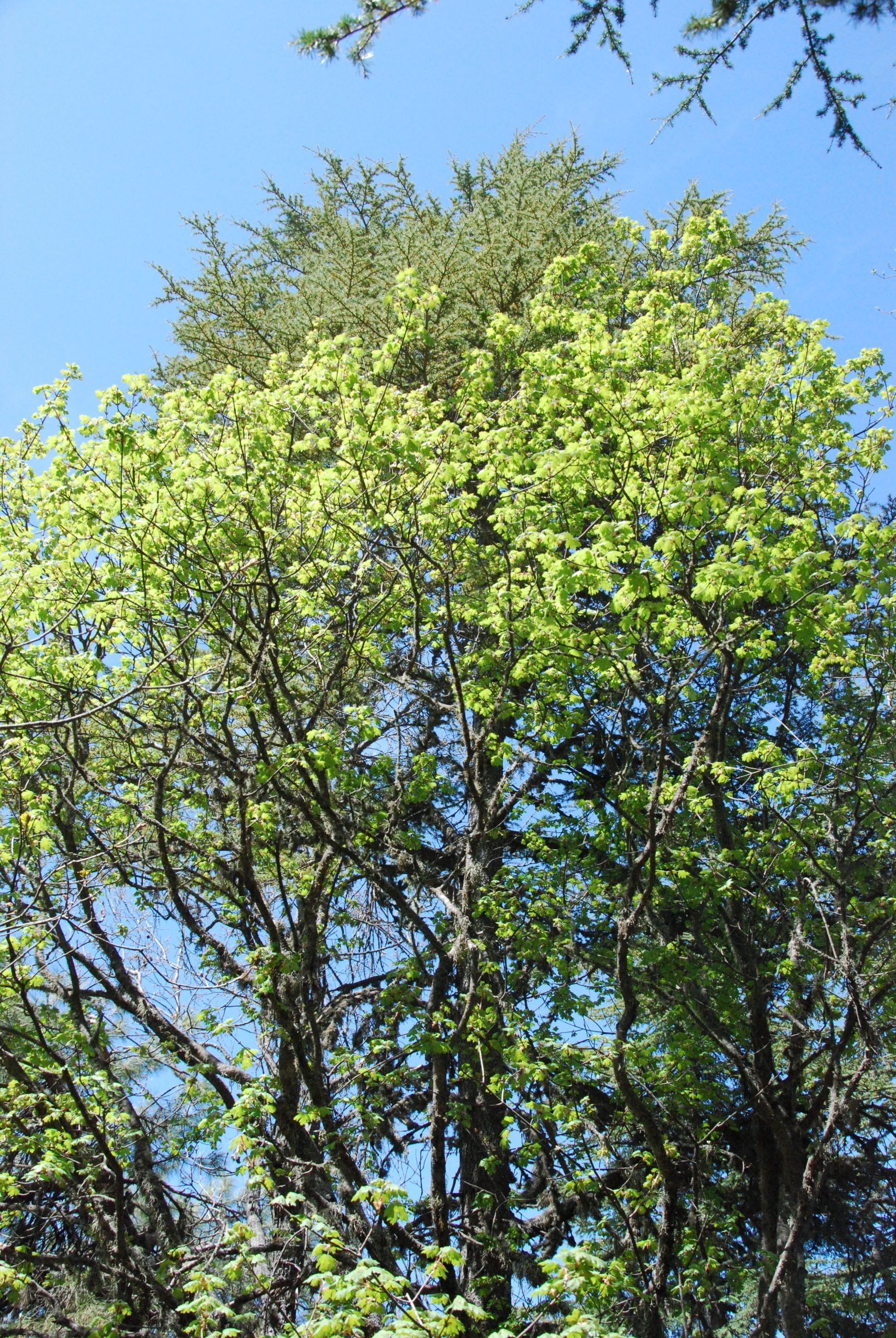 قيقب طوروس - Acer Tauricolum - Taurus Maple - Image 5