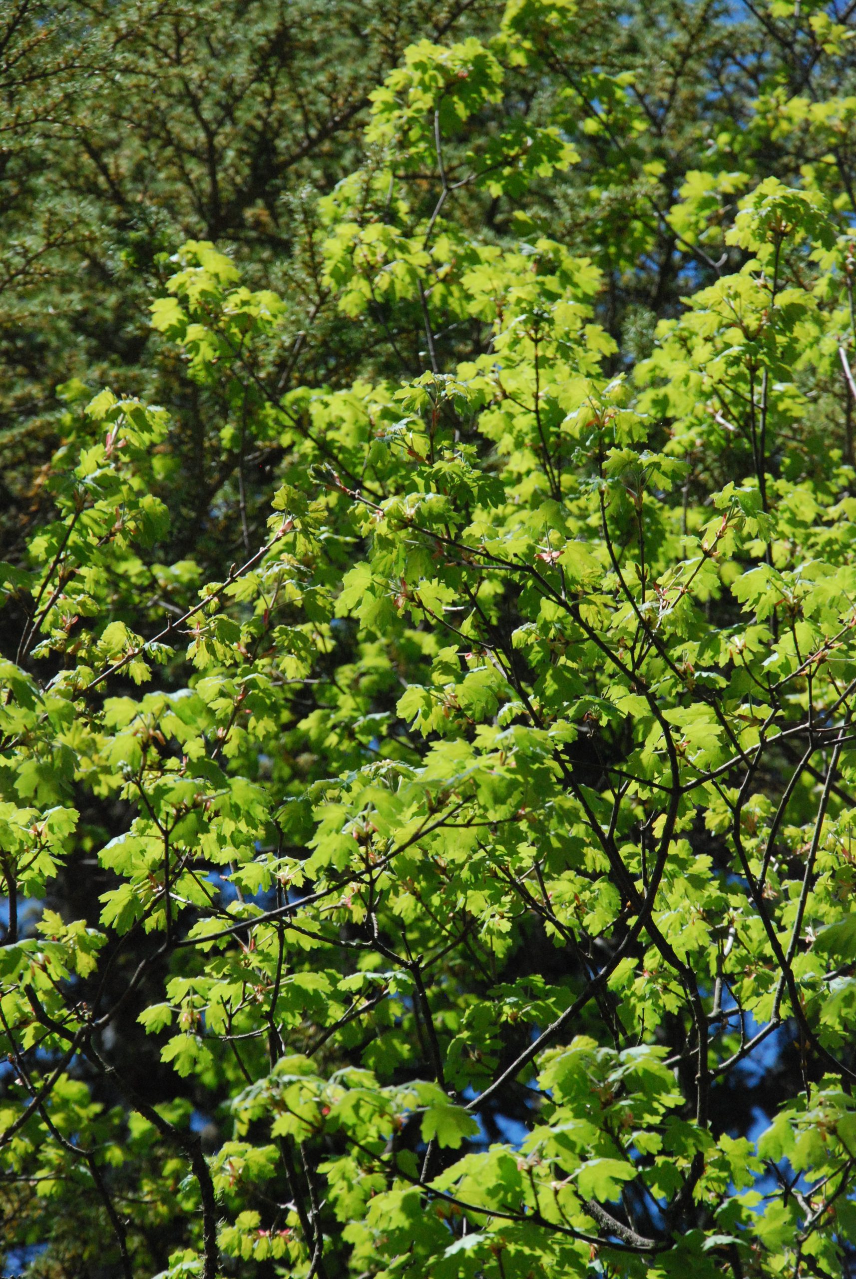 قيقب طوروس - Acer Tauricolum - Taurus Maple - Image 6