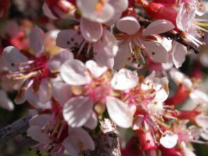 Shrubs & Flowers