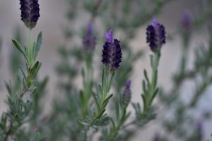 Aromatic Plants