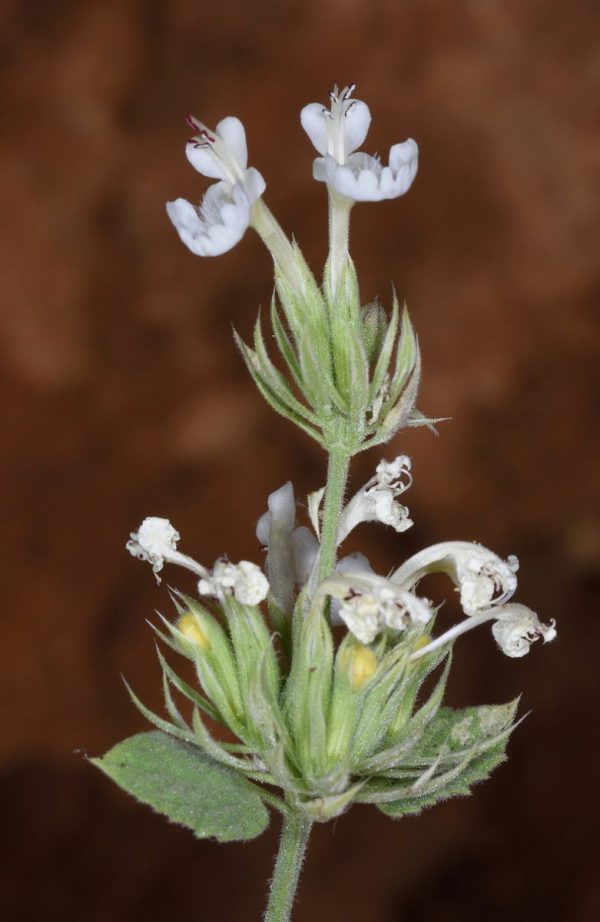 قَطْرَم ايطالي – Nepeta italica Italian Catmint – Native Nurseries
