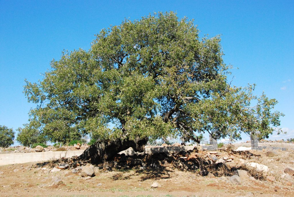 Shop – Native Nurseries