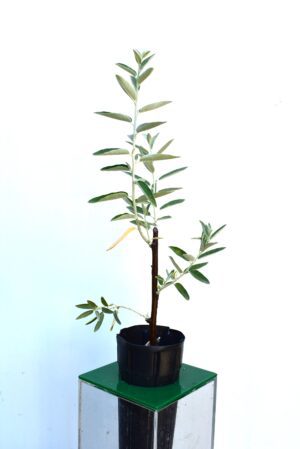 زيزفون Eleagnus angustifolia
