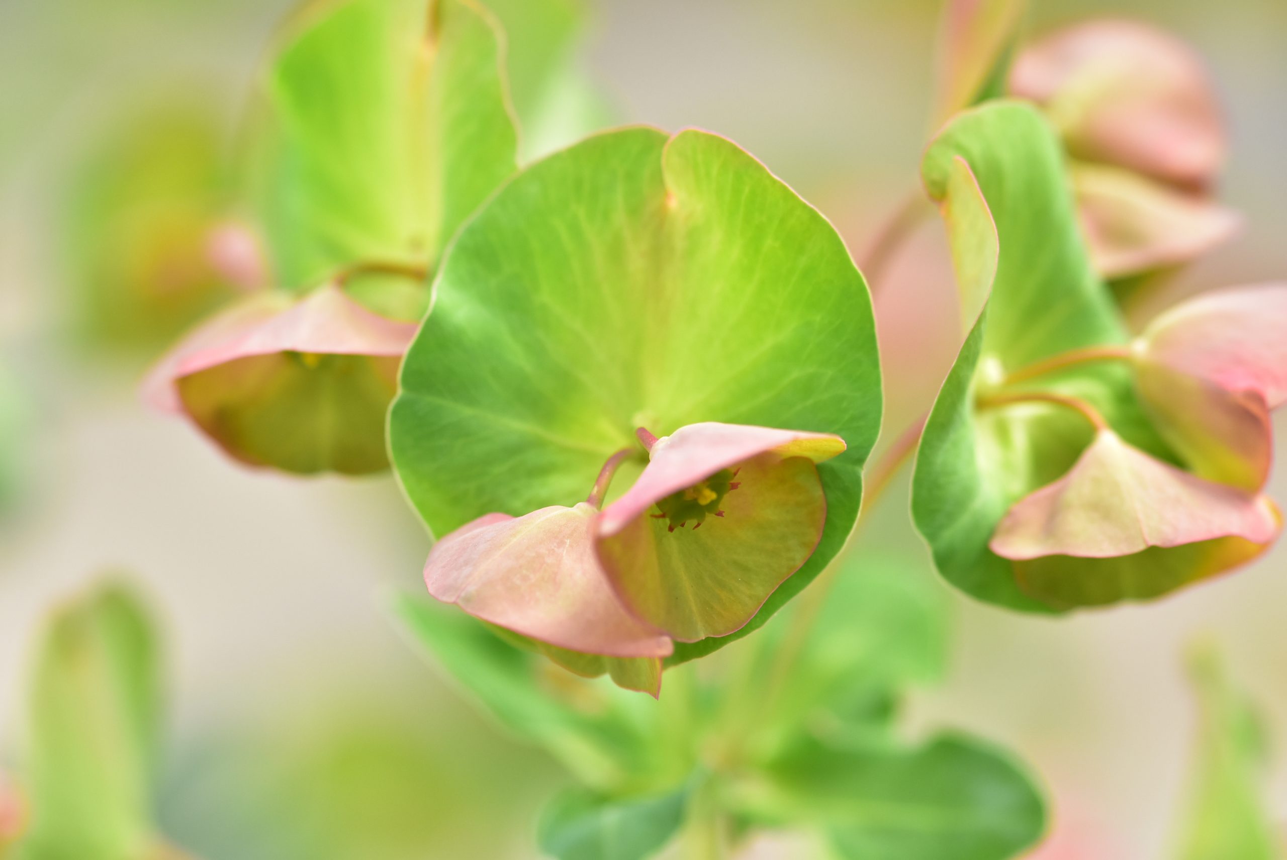 فريبيون كبير الغطاء Euphorbia macrostegia - Image 3