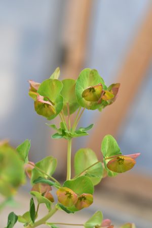 فريبيون كبير الغطاء Euphorbia macrostegia