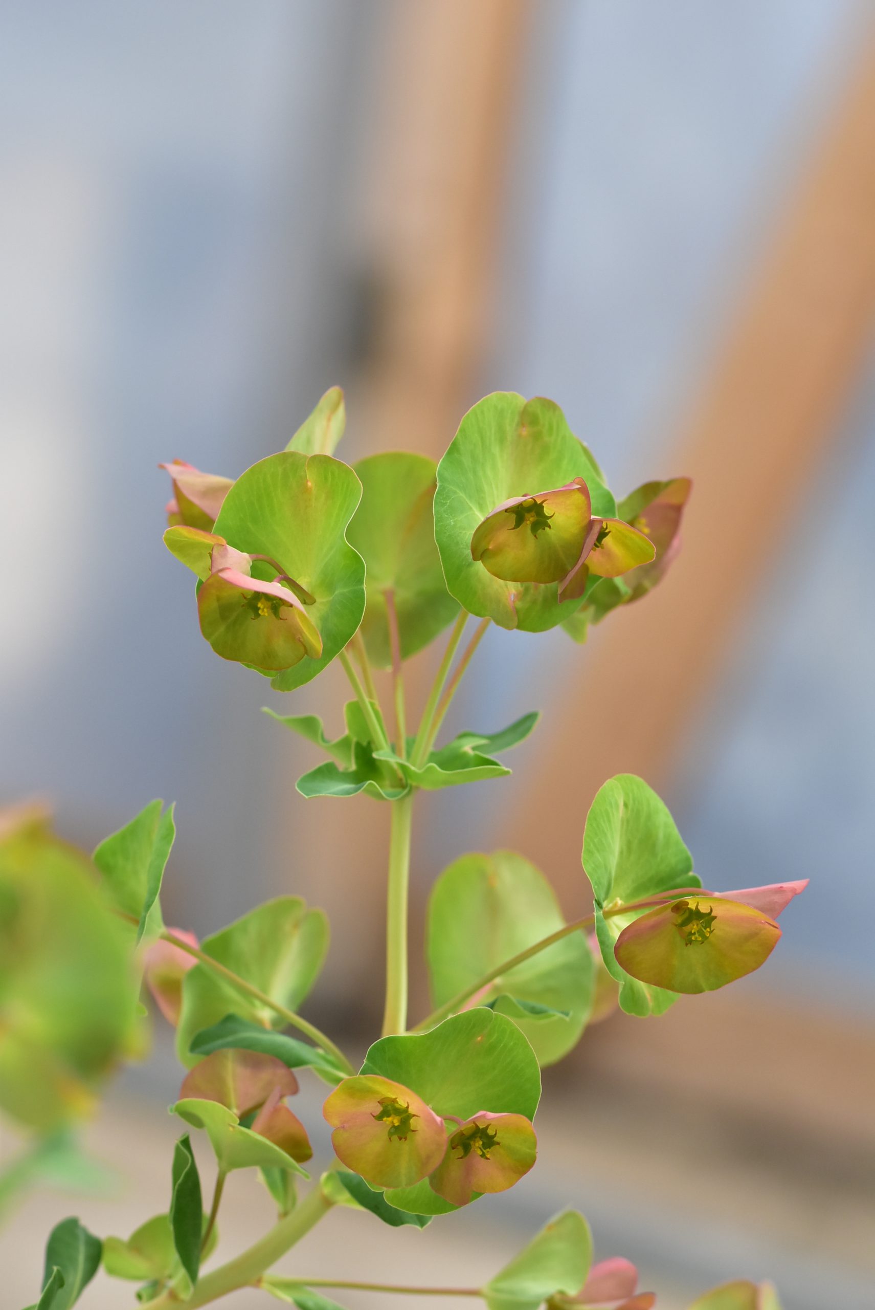 فريبيون كبير الغطاء Euphorbia macrostegia